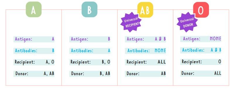 Must-Know "Blood Type"