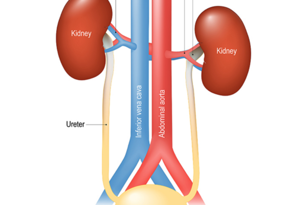 Bladder Training: Clinical skills Mastery #1