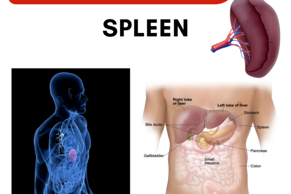 Spleen Anatomy & Physiology # 02